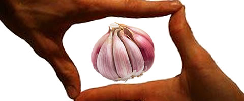 Garlic in Perspective